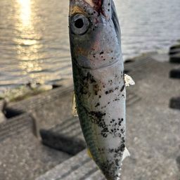 サバ