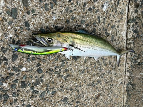 サゴシの釣果