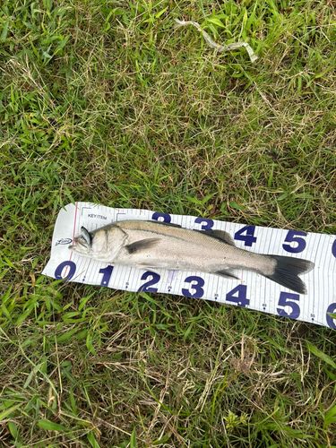 スズキの釣果