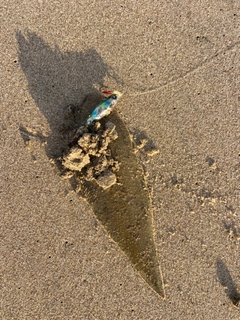 シタビラメの釣果