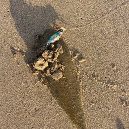 シタビラメ