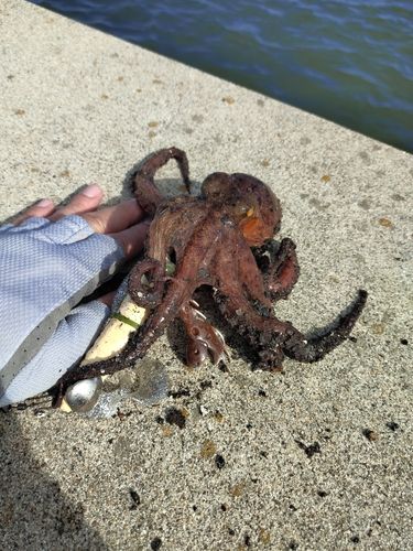 タコの釣果