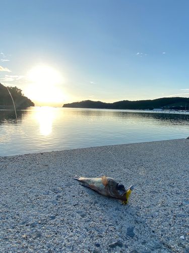 クロメバルの釣果