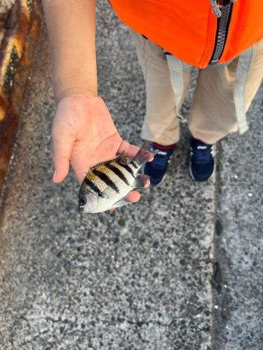 オヤビッチャの釣果