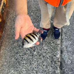 オヤビッチャ