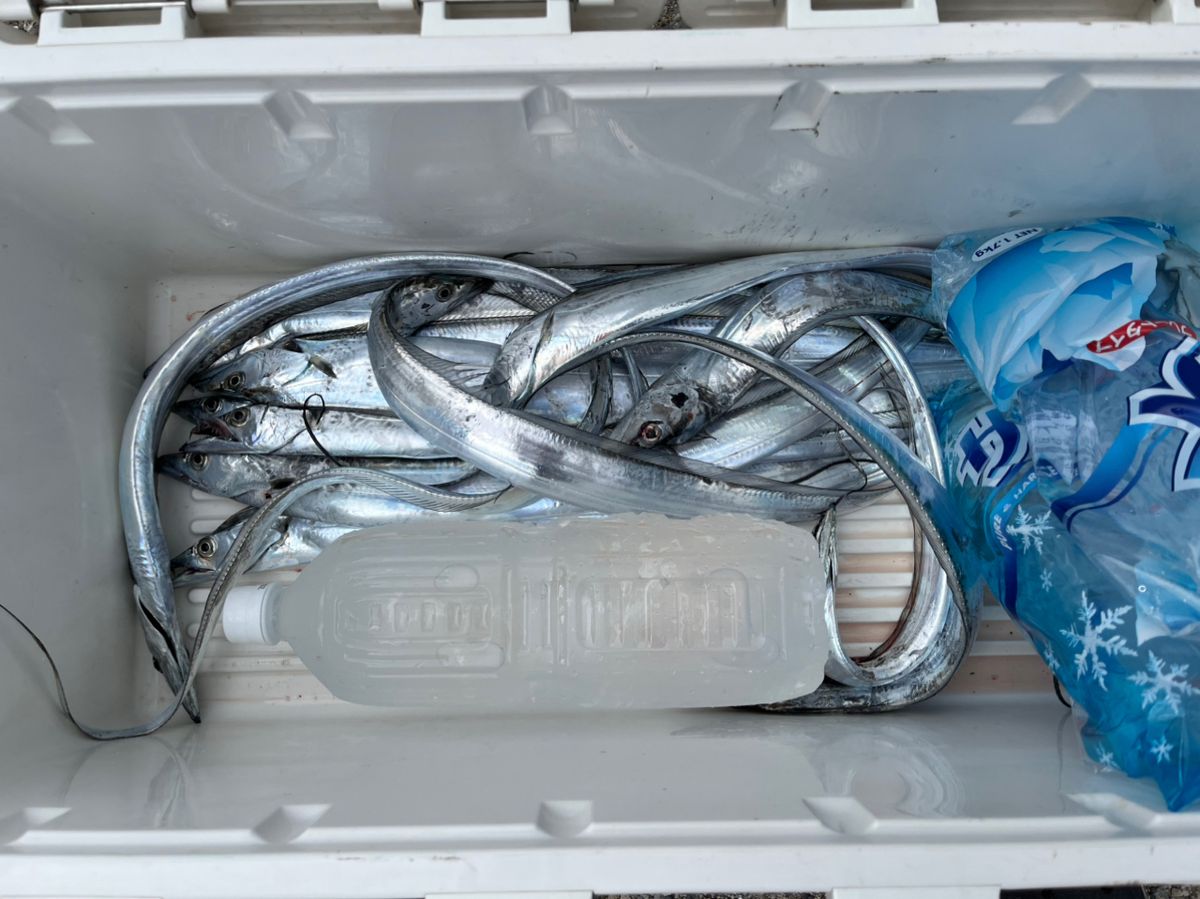 tulaリスさんの釣果 1枚目の画像