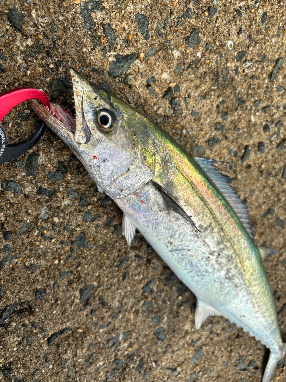 ダイワ シーバスロッド 21ラブラックス AGS 93ML daiwa ラブラッ Amazon | ダイワ(DAIWA) ロッド 21 ラブラックス AGS 86ML