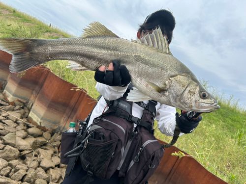 スズキの釣果
