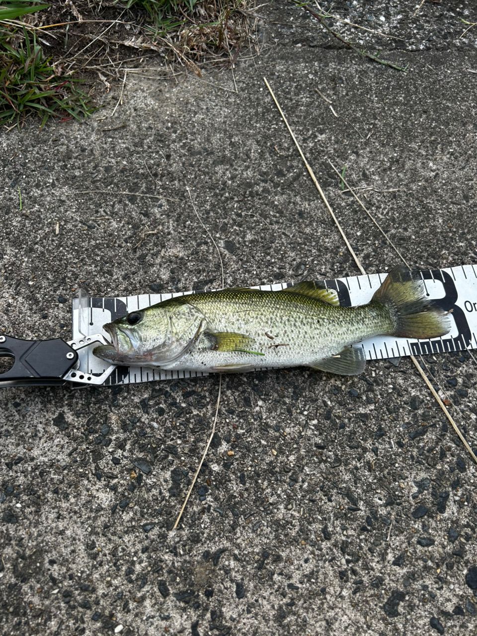 ラージマウスバス