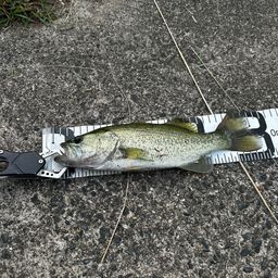 ラージマウスバス