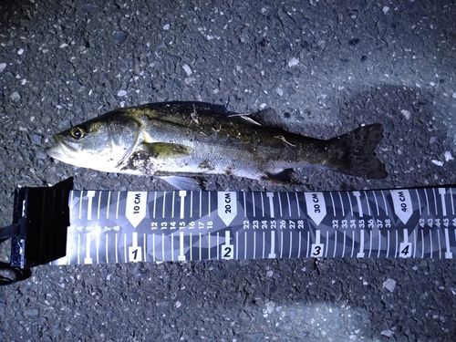 セイゴ（マルスズキ）の釣果