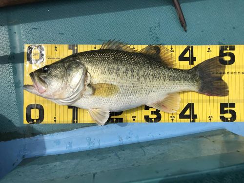 ブラックバスの釣果