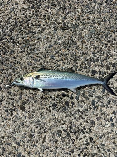 サゴシの釣果