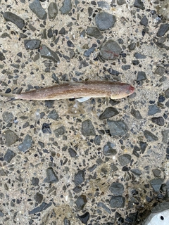 エソの釣果
