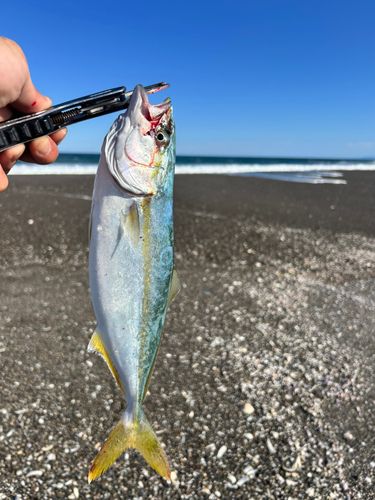 ワカシの釣果