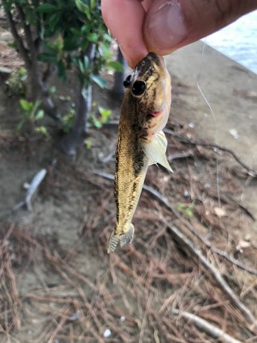 ハゼの釣果