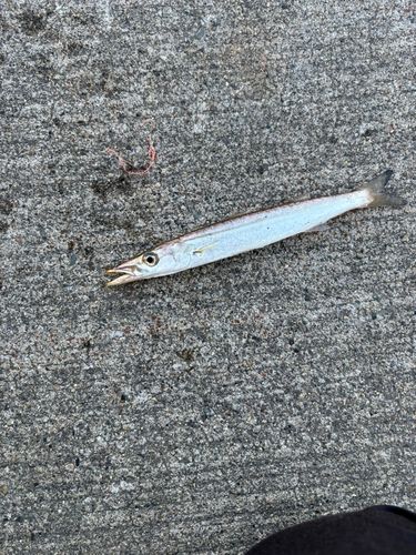 カマスの釣果