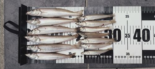 キスの釣果