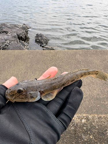 ハゼの釣果