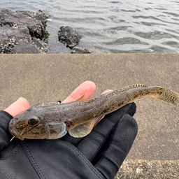 ハゼ