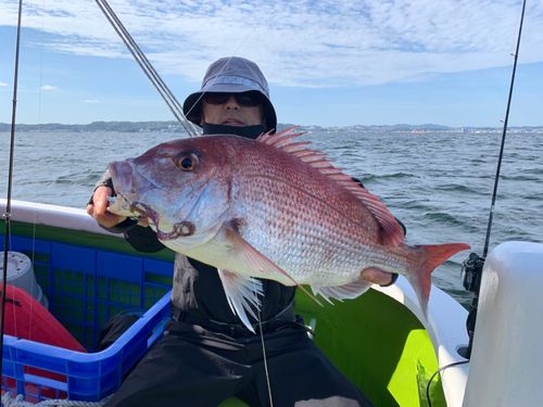 マダイの釣果