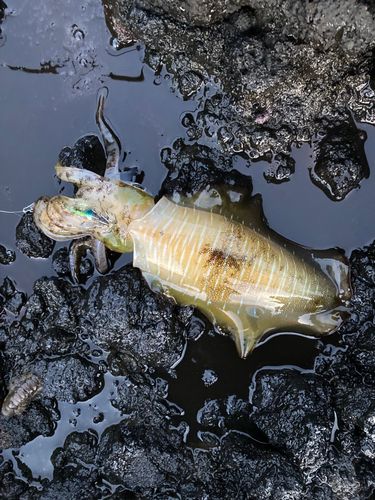 アオリイカの釣果