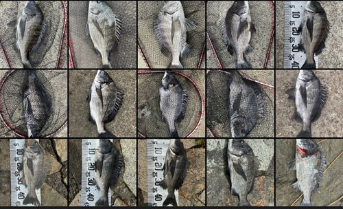チヌの釣果