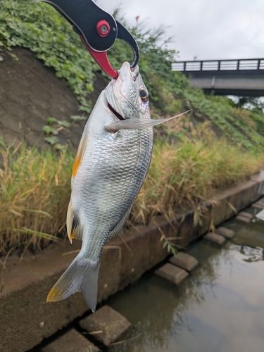 キビレの釣果