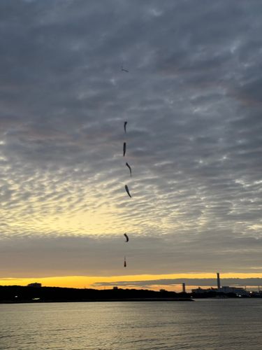 カタクチイワシの釣果
