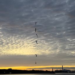 カタクチイワシ