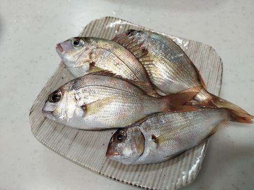 チャリコの釣果