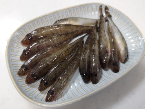 ハゼの釣果