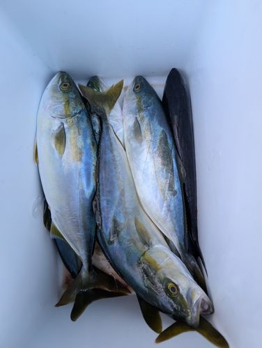 ワカシの釣果