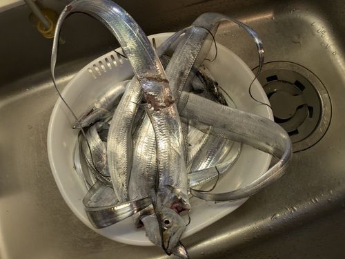 タチウオの釣果