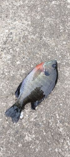 ブルーギルの釣果