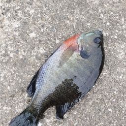 ブルーギル