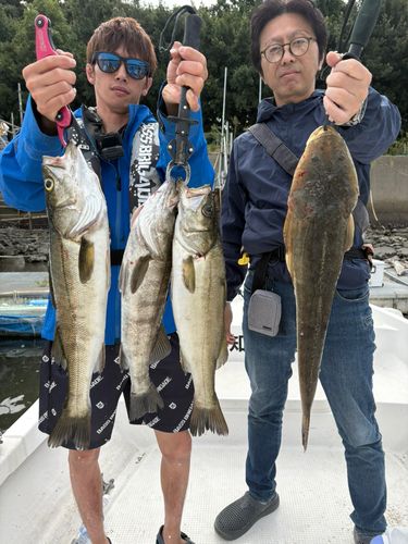 シーバスの釣果