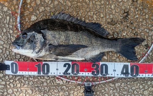 チヌの釣果