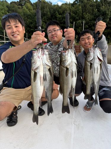 シーバスの釣果