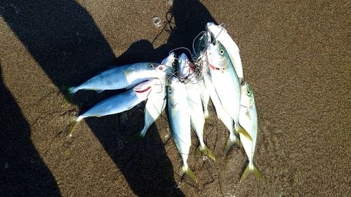 ヒラマサの釣果