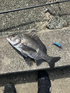 クロダイの釣果