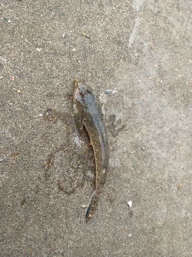 表浜名湖