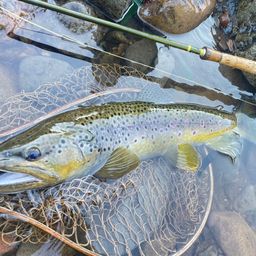 ブラウントラウト