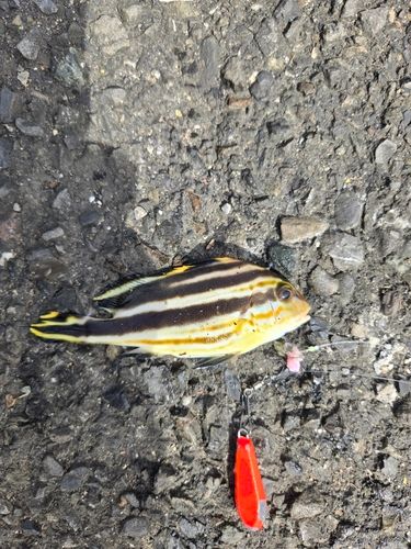 コロダイの釣果