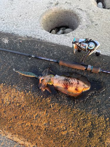 アオリイカの釣果