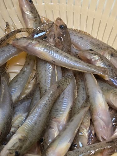 アカハゼの釣果