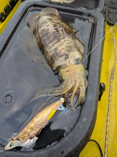 アオリイカの釣果