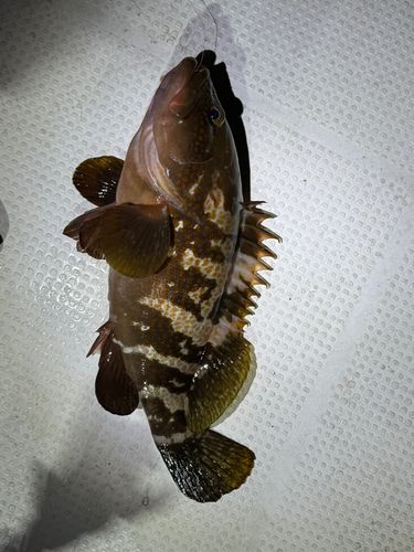 キジハタの釣果