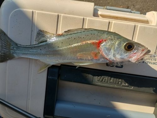 セイゴ（マルスズキ）の釣果