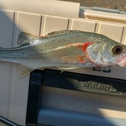 セイゴ（マルスズキ）